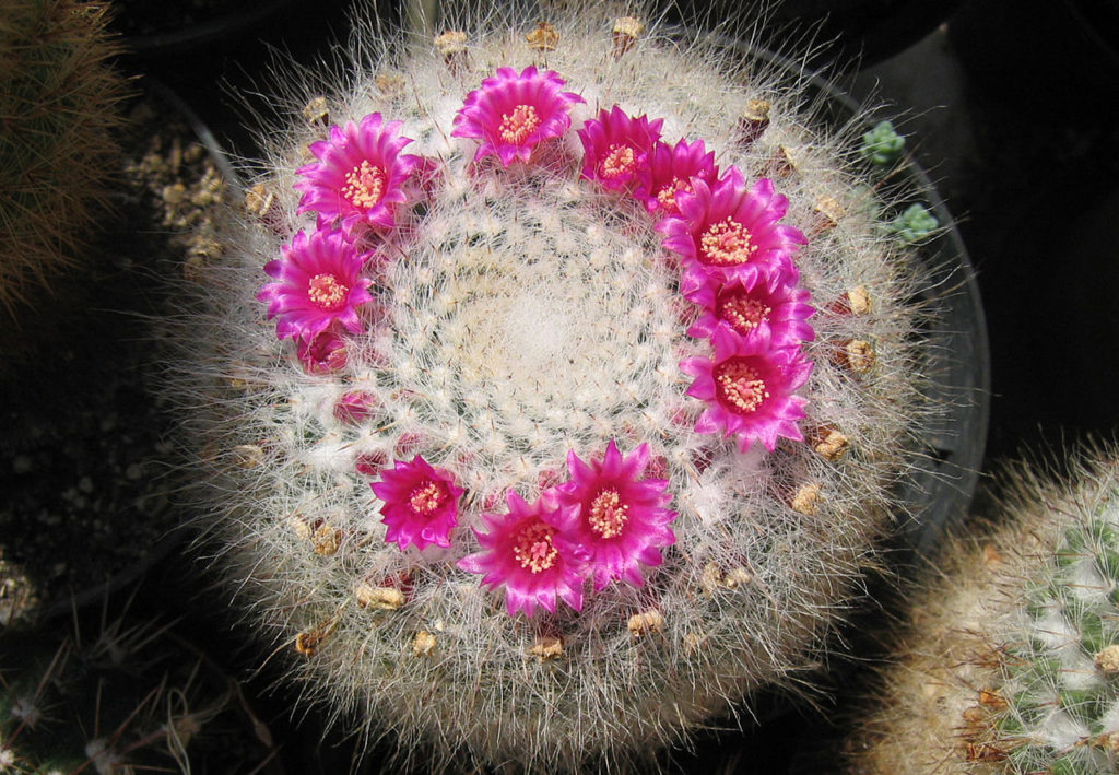 Mammillaria Hahniana: Tudo Sobre Esse Cacto