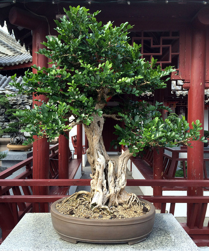 Murta: Lindo Bonsai 