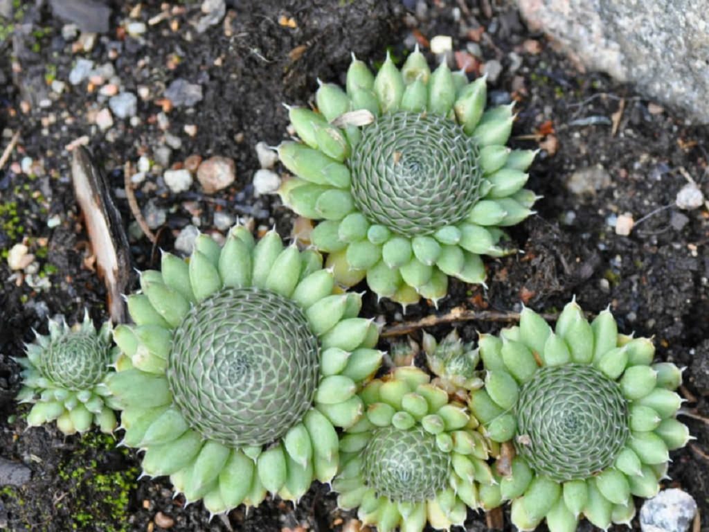 Orostachys Spinosa: Um Guia Desta Suculenta 