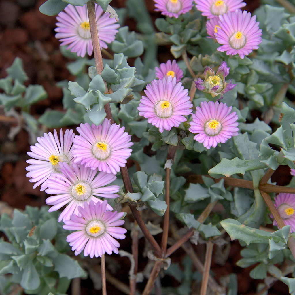 Oscularia Deltoides Um Guia Desta Suculenta