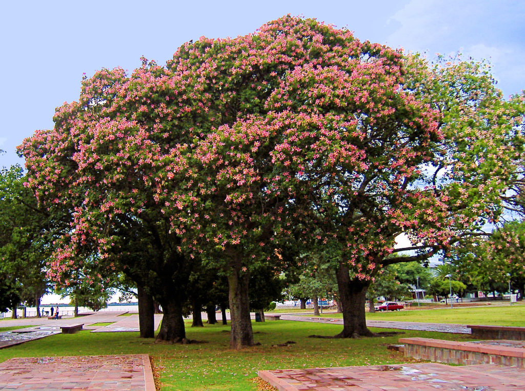 Paineira Rosa: Saiba Tudo Sobre Essa Árvore