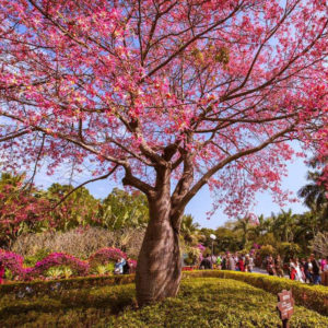 Paineira Rosa Saiba Tudo Sobre Essa Planta