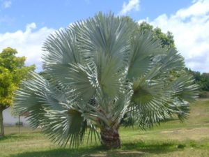 Palmeira Azul Um Guia Completo Desta Planta