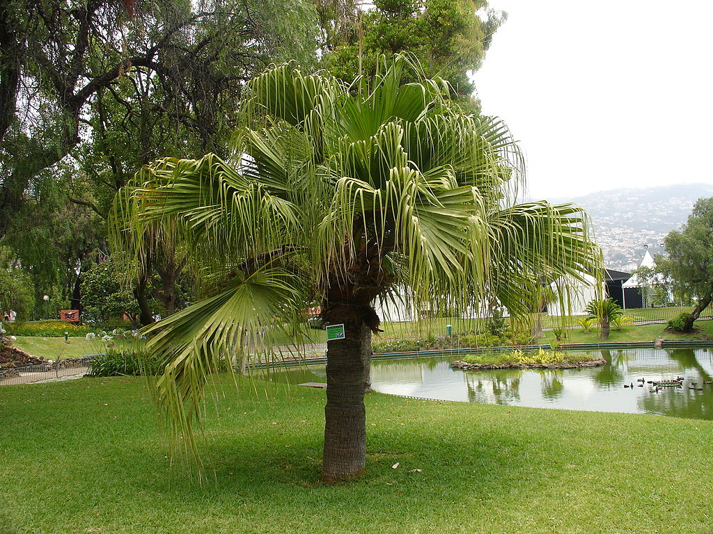 Palmeira Leque da China Um Guia Completo