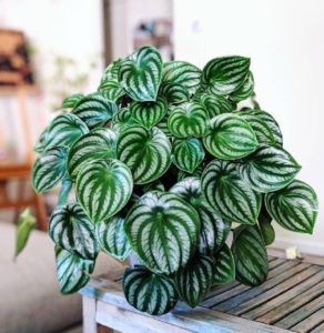 Peperômia Melancia Guia Completo Desta Planta