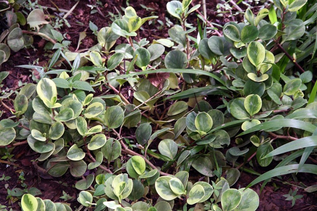 Peperomia Obtusifolia: Tudo Sobre Essa Folhagem 