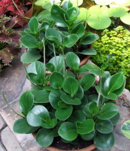 Peperomia Obtusifolia Tudo Sobre Essa Planta