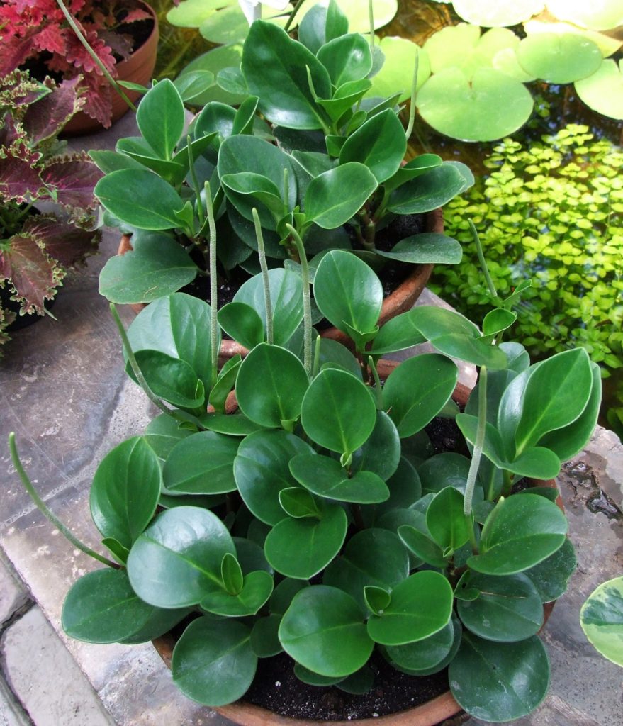 Peperomia Obtusifolia Tudo Sobre Essa Planta