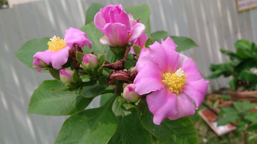 Pereskia Grandifolia Tudo Sobre Essa Planta