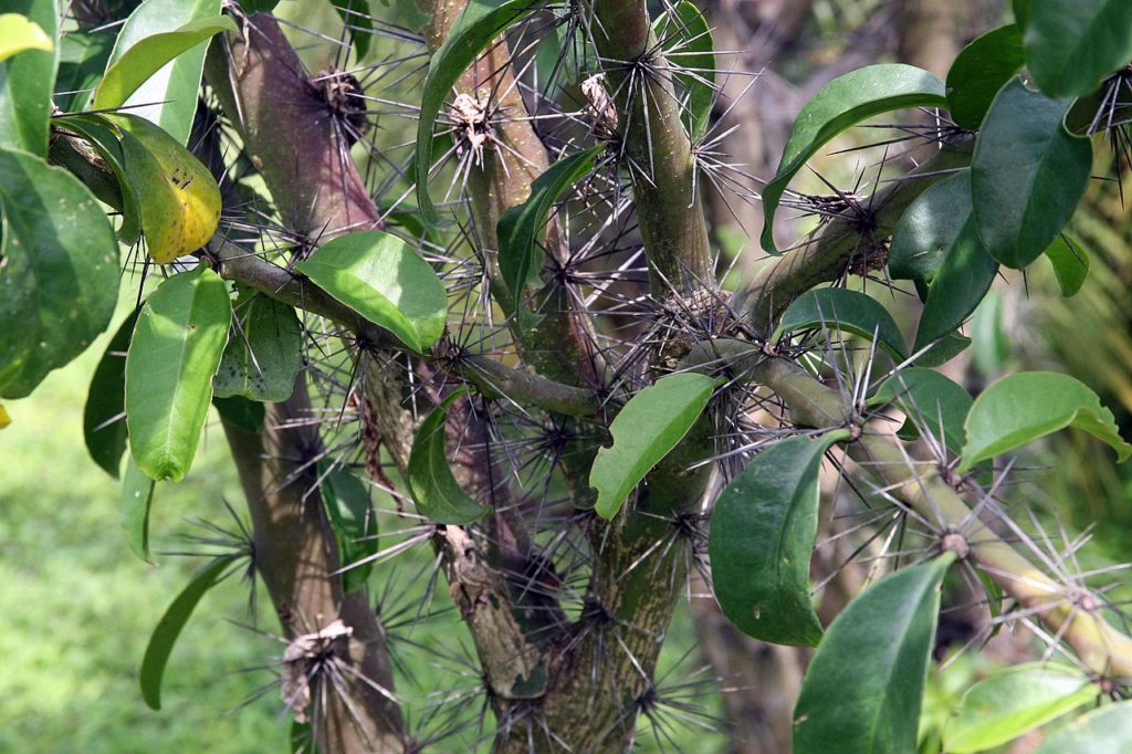 Pereskia Grandifolia: Tudo Sobre Esse Cacto