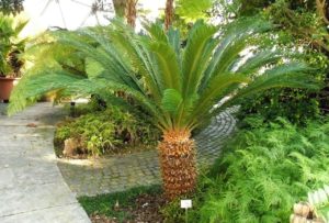 Planta Cica Um Guia Completo Para Você