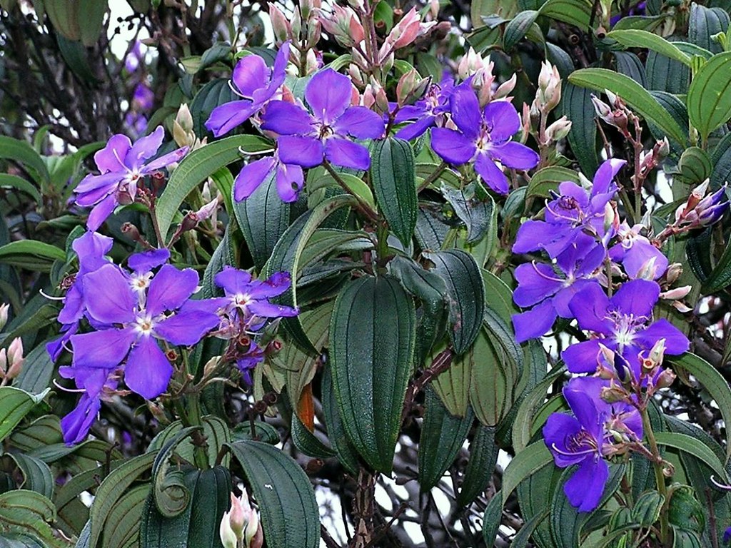 Quaresmeira Saiba Tudo Sobre Essa Planta Guia Das Suculentas 6594