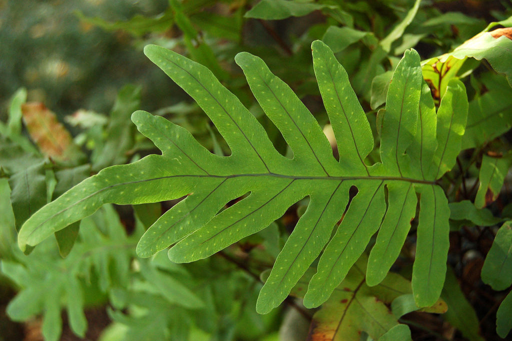 Samambaia Azul: Saiba Tudo Sobre Essa Planta 