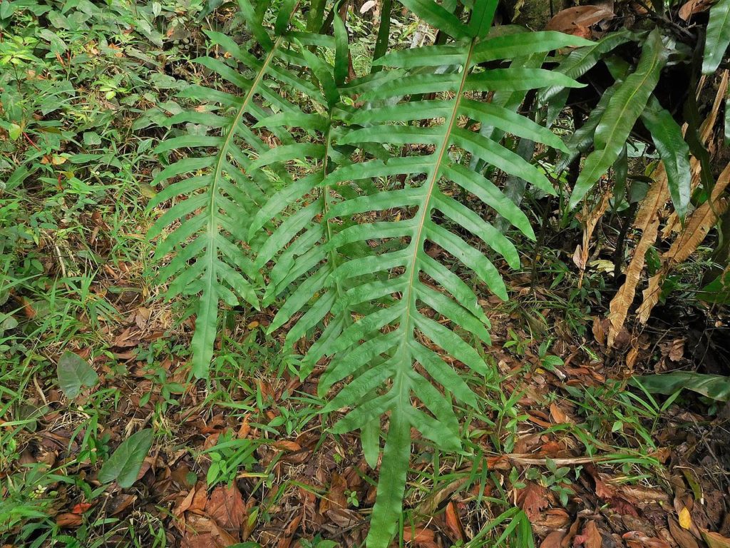 Samambaia Azul Saiba Tudo Sobre Essa Planta