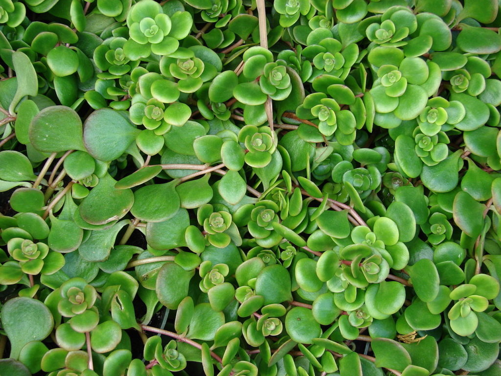 Sedum Tetractinum: Um Guia Desta Suculenta