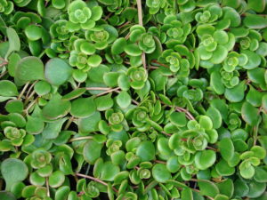 Sedum Tetractinum Um Guia Desta Suculenta