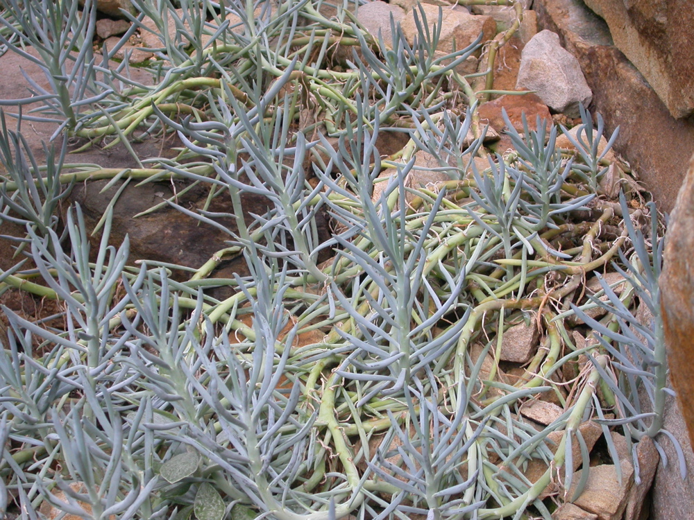 Senecio Ficoides Tudo Sobre Essa Suculenta