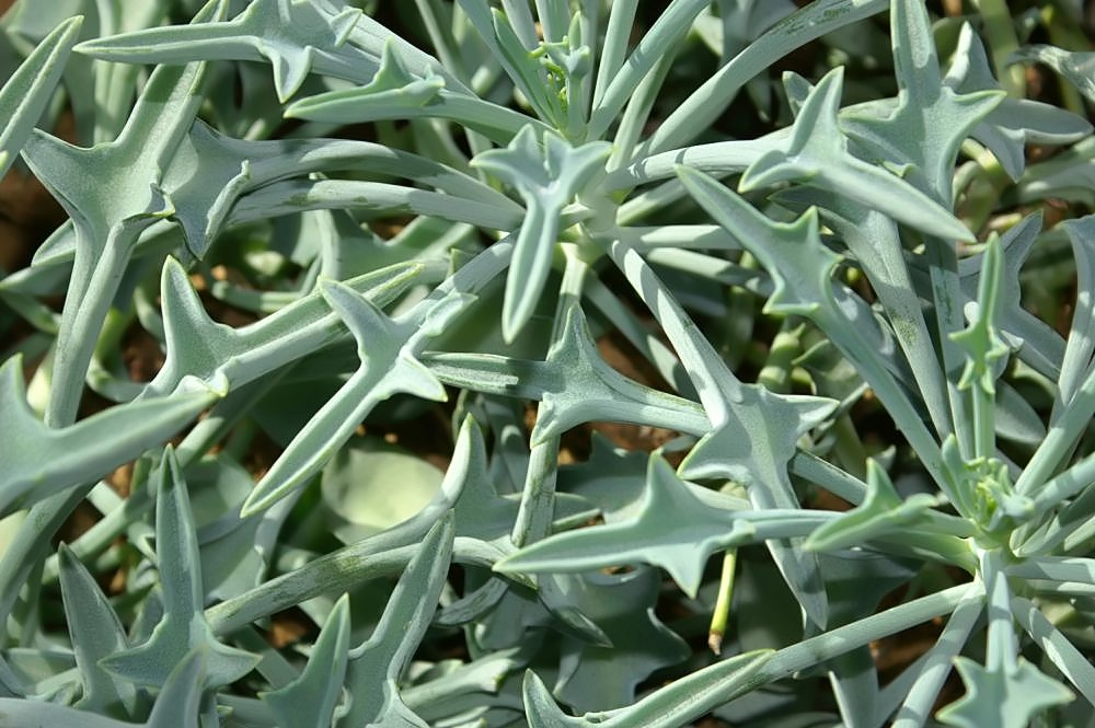 Senecio Kleiniiformis Tudo Sobre Essa Suculenta