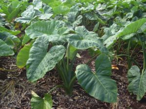 Taioba Saiba Tudo Sobre Essa Planta Incrível