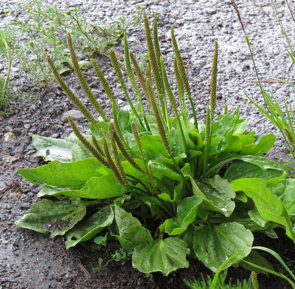 Tanchagem: Saiba Tudo Sobre Essa Planta