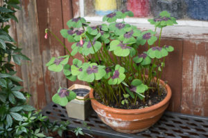 Trevo de Quatro Folhas Tudo Sobre Essa Planta
