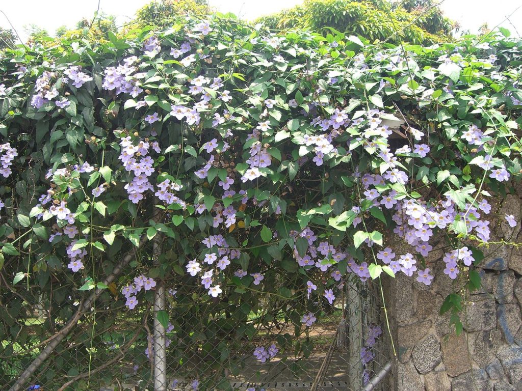 Tumbérgia Azul: Saiba Tudo Sobre Essa Planta