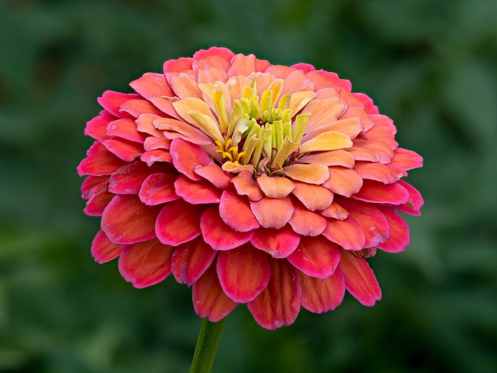 Zinnia Elegans Saiba Tudo Sobre Essa Planta