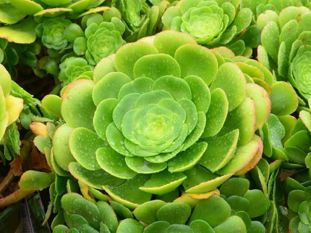 Aeonium Canariense Tudo Sobre Essa Suculenta