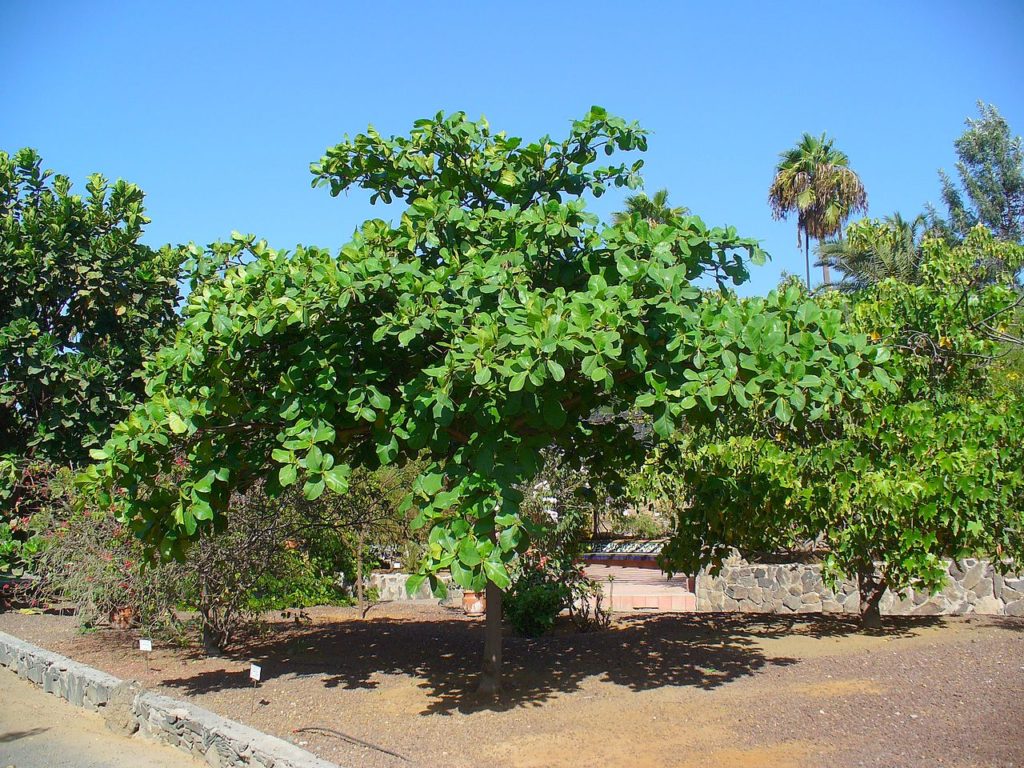 Amendoeira da Praia: Tudo Sobre Essa Árvore