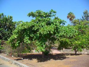 Amendoeira da Praia Tudo Sobre Essa Árvore