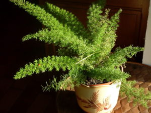 Aspargo Pluma Saiba Tudo Sobre Essa Planta