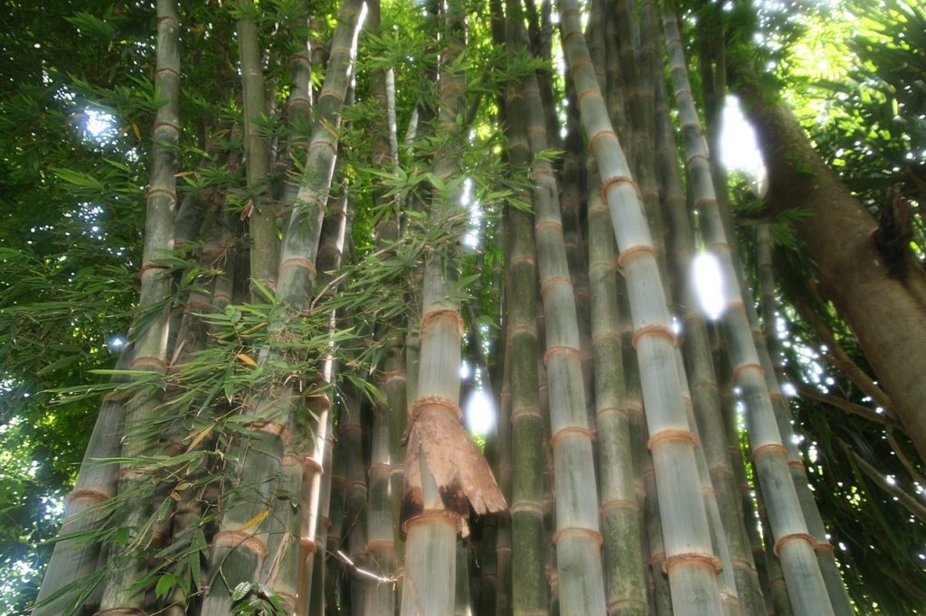 Bambu Gigante: Um Guia Completo Desta Planta 