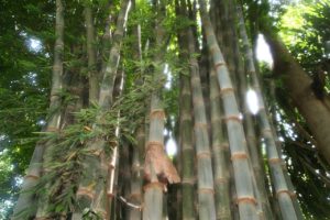 Bambu Gigante Um Guia Completo Desta Planta
