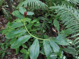 Cana do Brejo Guia Completo Sobre Essa Planta