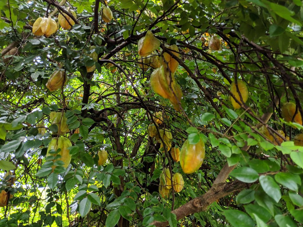 Carambola: Um Guia Completo Desta Árvore 