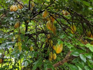Carambola Um Guia Completo Desta Árvore