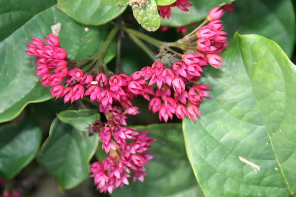 Clerodendro Vermelho Tudo Sobre Essa Planta