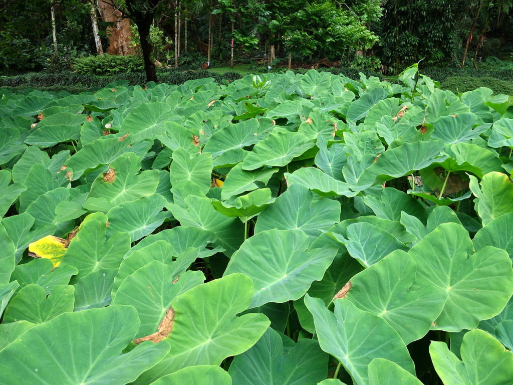 Colocasia Esculenta Guia Completo Desta Planta