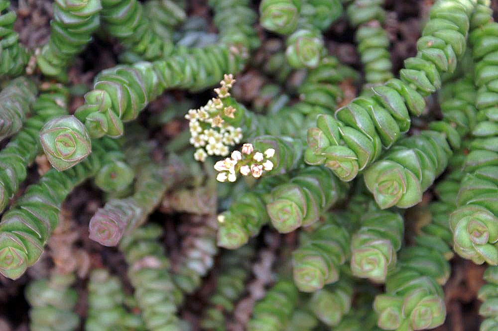 Crassula Rupestris Guia Completo Desta Suculenta