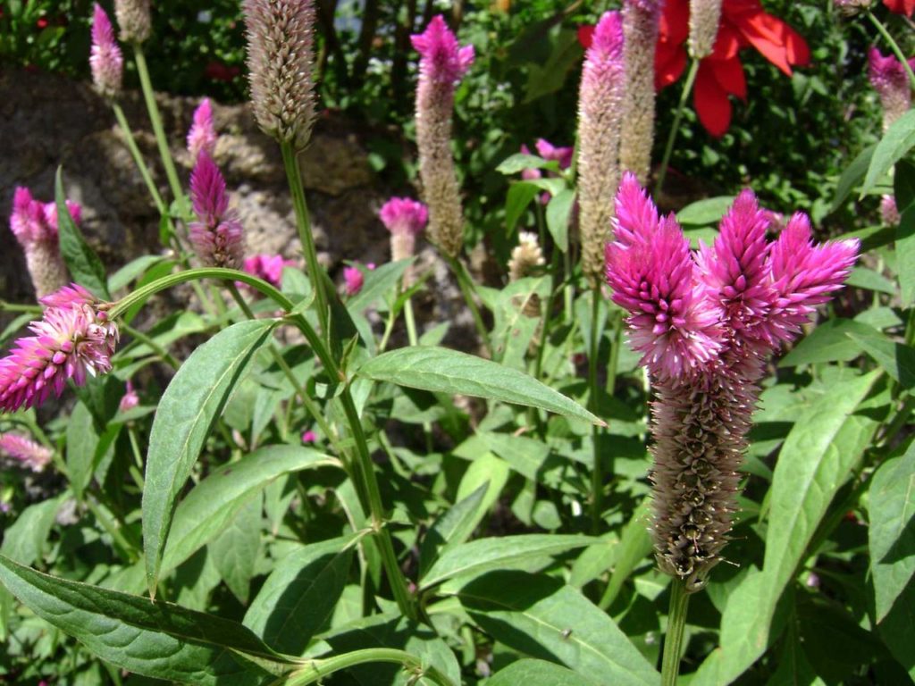 Crista Plumosa Saiba Tudo Sobre Essa Planta