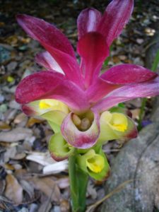 Curcuma Zedoaria Um Guia Completo Desta Planta
