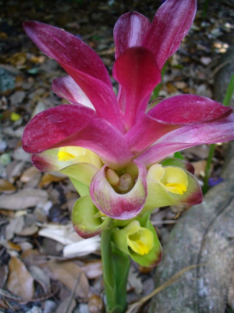 Curcuma Zedoaria: Um Guia Completo Desta Planta