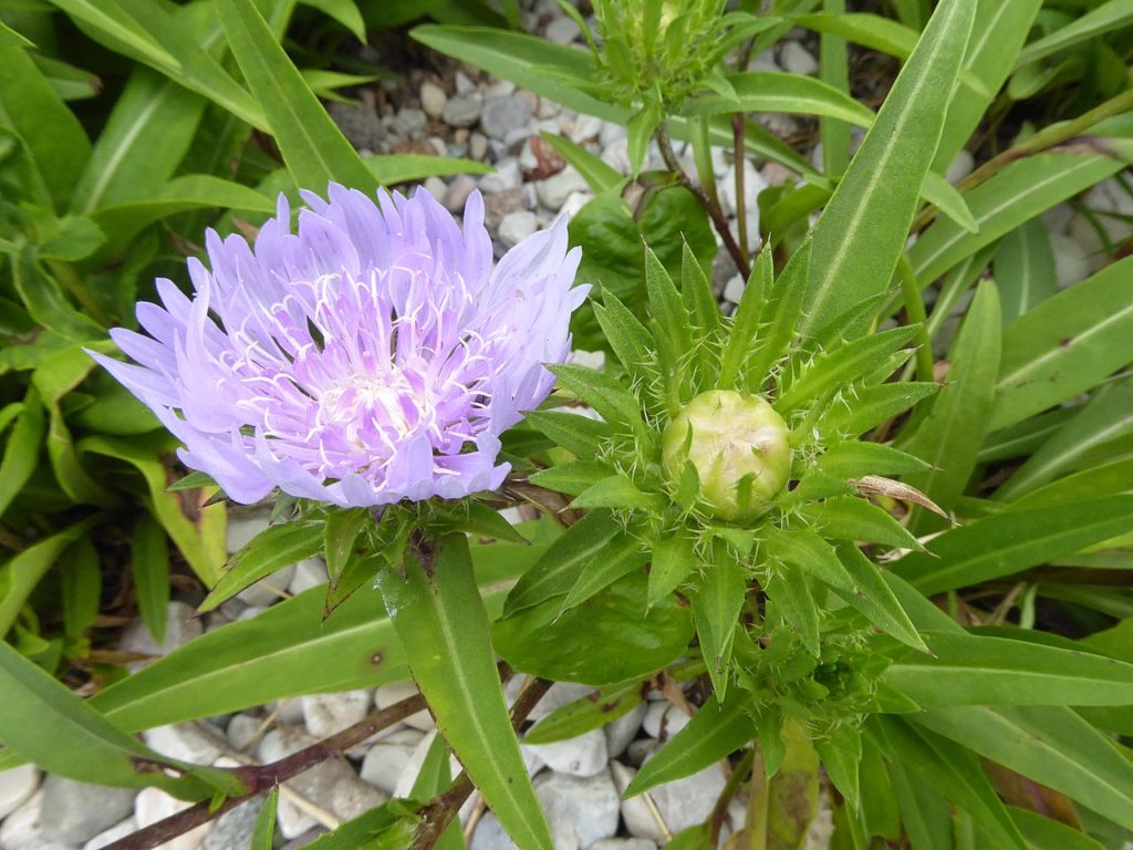 Danúbio Azul Saiba Tudo Sobre Essa Planta