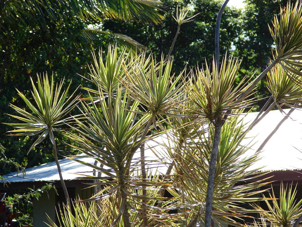 Dracena de Madagascar Tudo Sobre Essa Planta