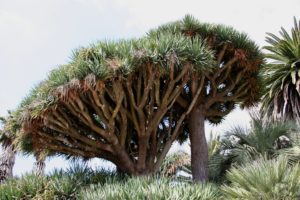 Dragoeiro Um Guia Completo Desta Planta