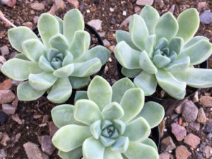 Echeveria Albicans Tudo Sobre Essa Suculenta