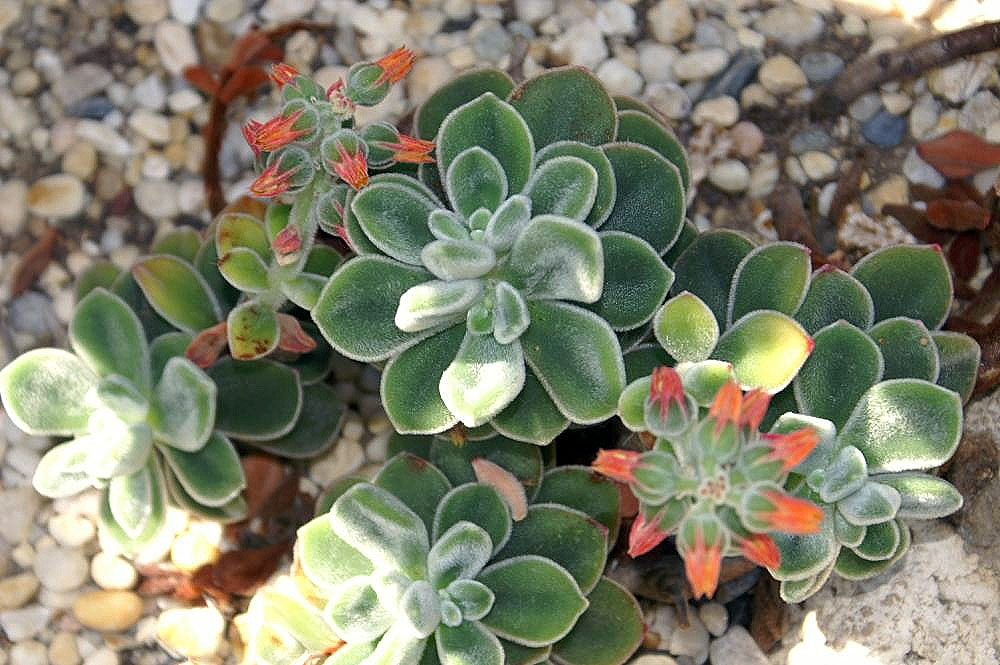 Echeveria Coccinea Tudo Sobre Essa Suculenta