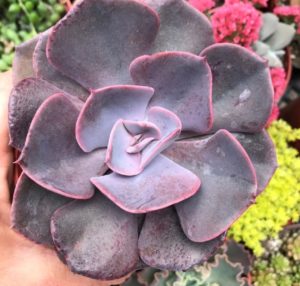 Echeveria Dusty Rose Um Guia Desta Suculenta