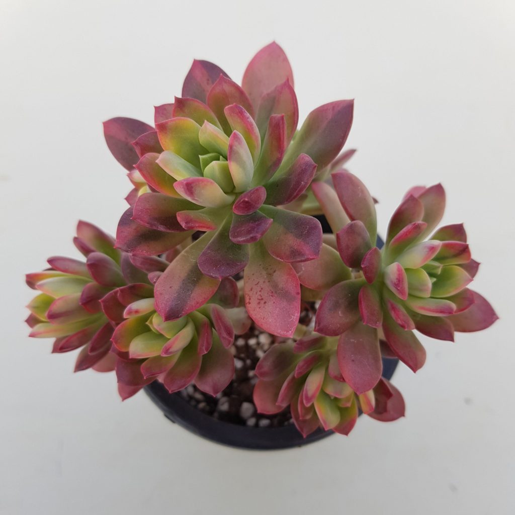 Echeveria Mini Belle Tudo Sobre Essa Suculenta