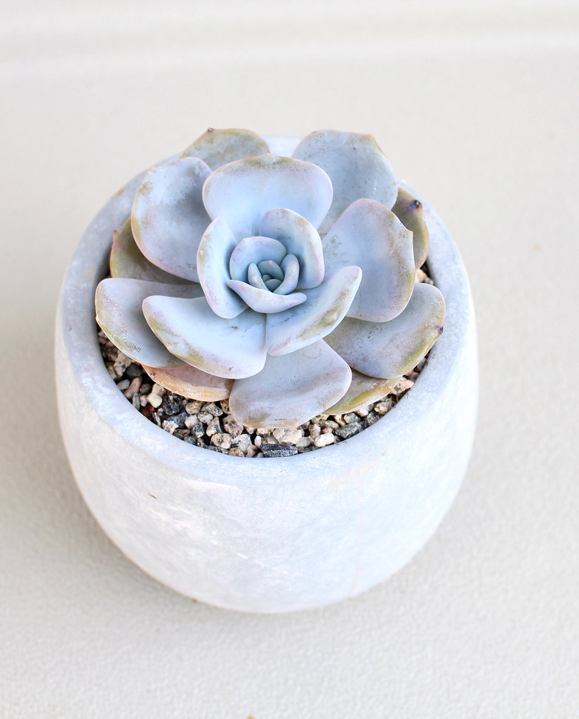 Echeveria Moondust Tudo Sobre Essa Suculenta